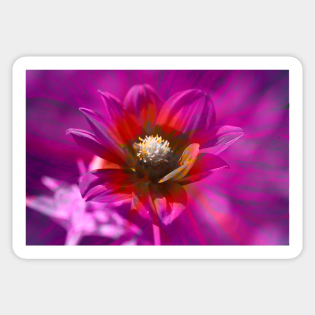 Dahlia, Dahlia, abstract, colorful, flower, bloom Sticker by Kruegerfoto